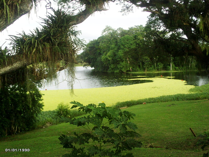 Pond Covered in Duckweed