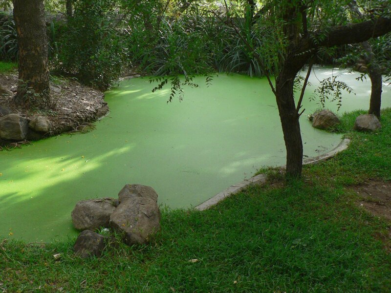 pond covered in green algae