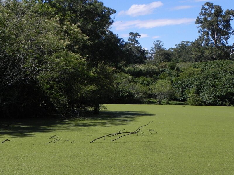 pond covered in green algae