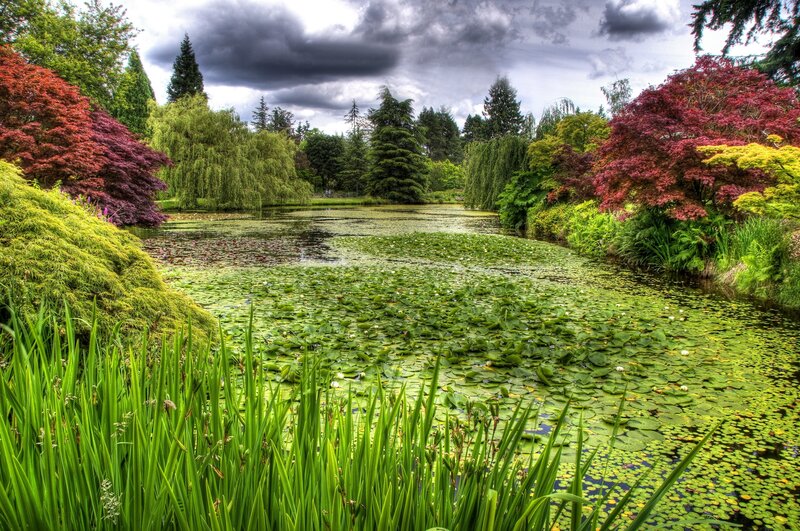 Pond Covered in Lily Pads — Green, Dramatic