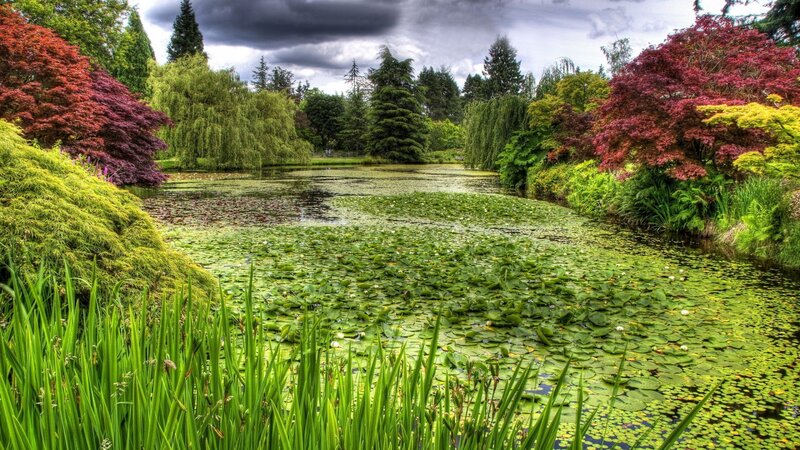 Pond Covered in Lily Pads — Green
