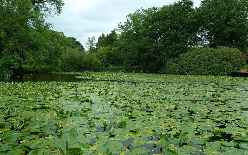 pond covered in lily pads