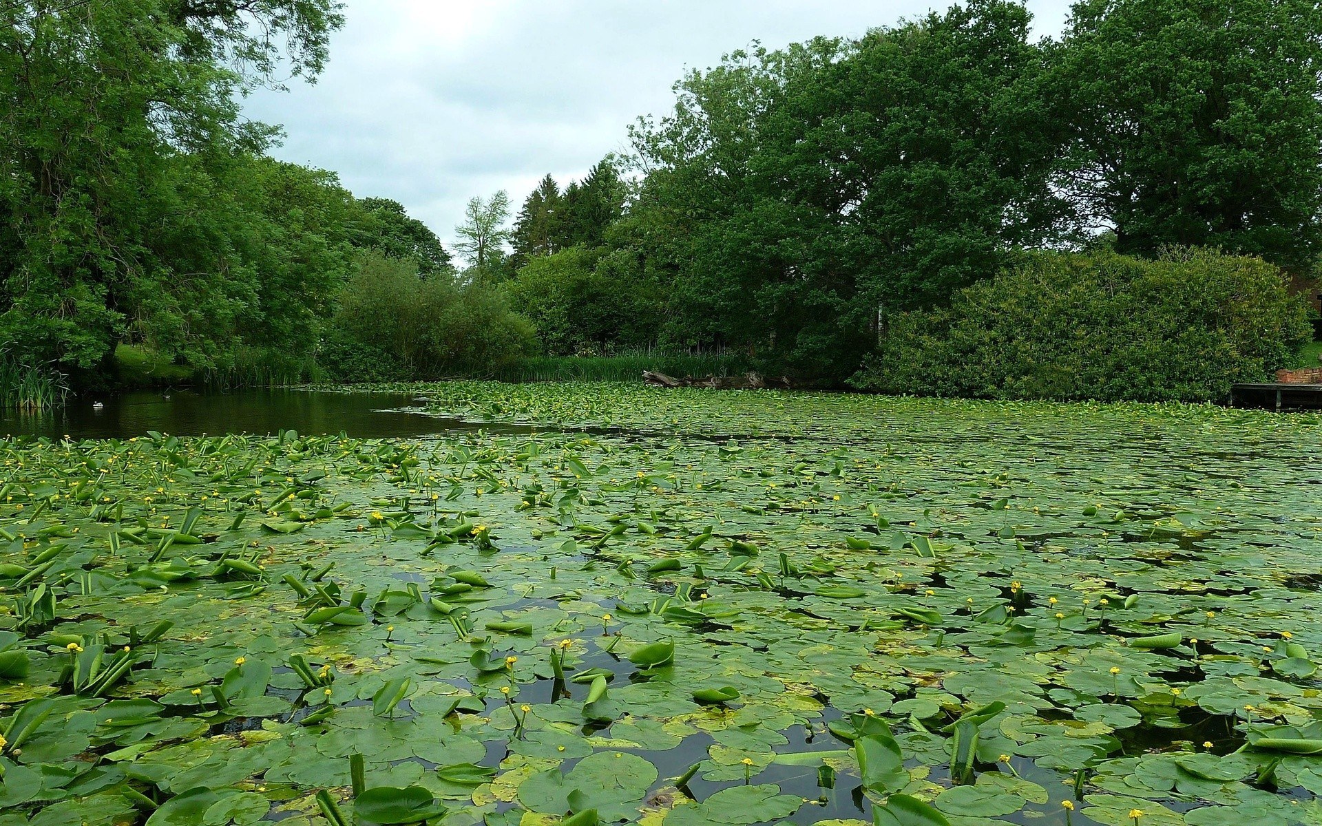 pond covered in lily pads