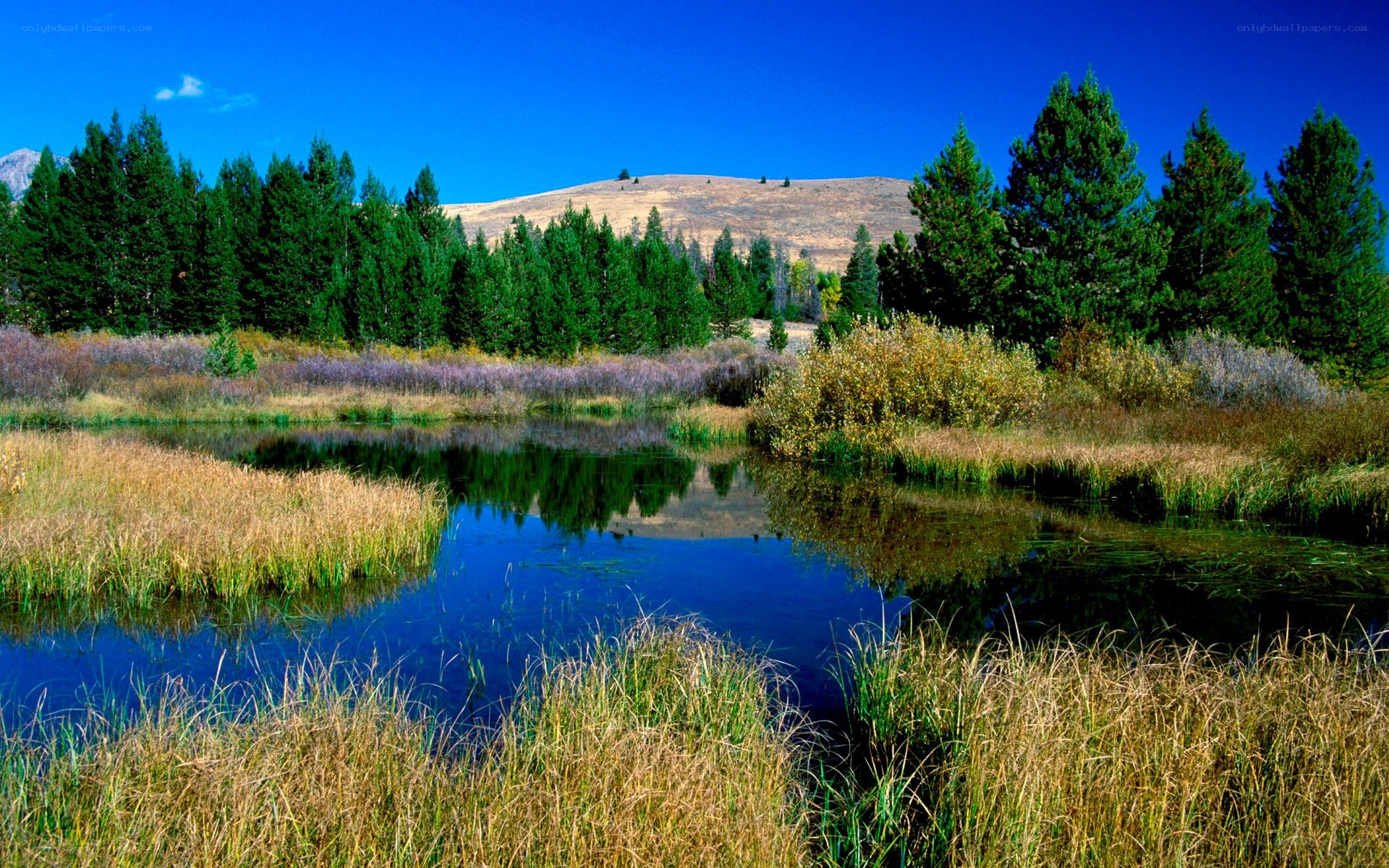 Pond in a forest clearing