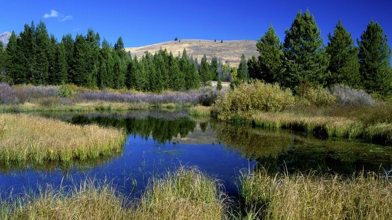 Pond in a forested valley
