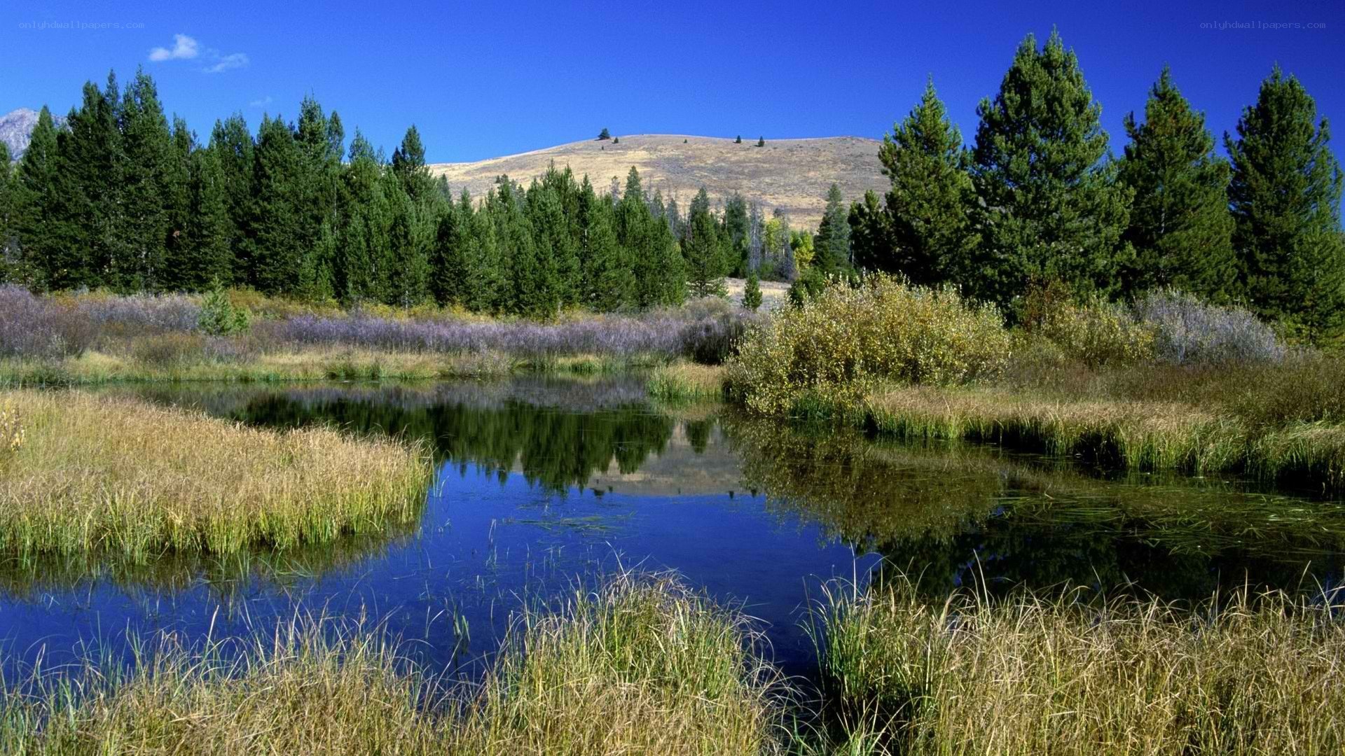 Pond in a forested valley