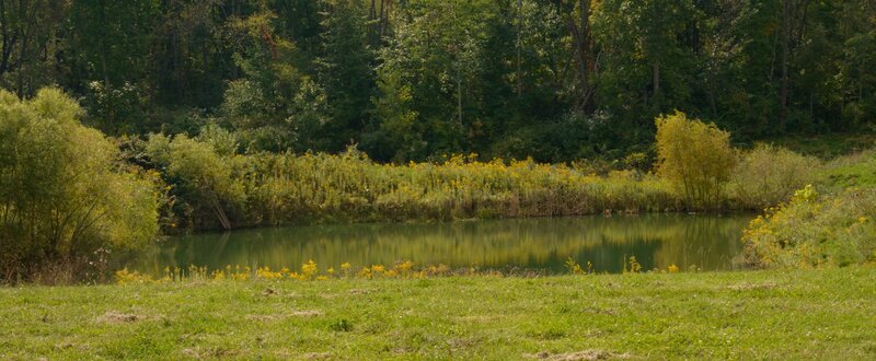 Pond in a Grassy Field — Green