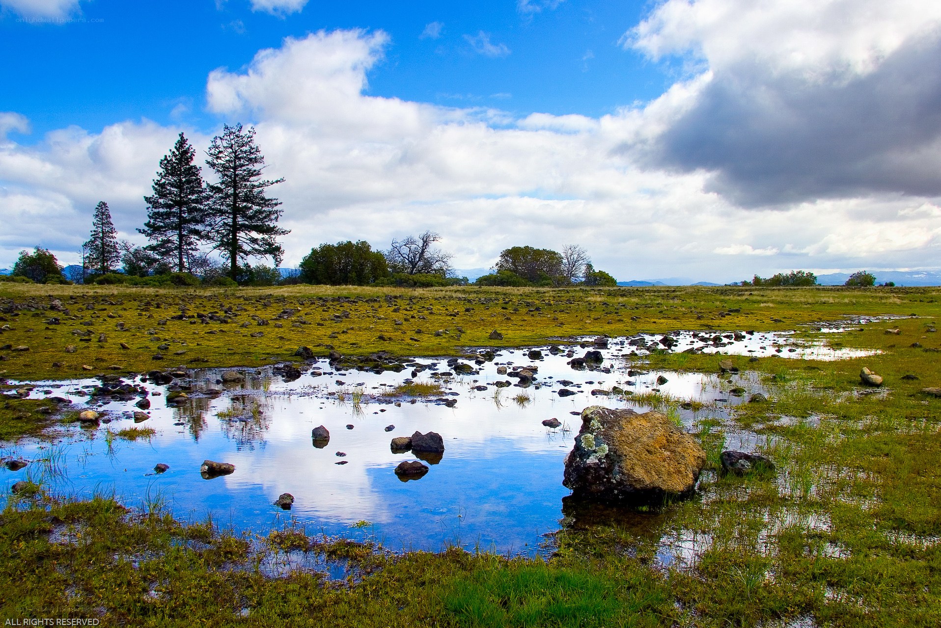 Pond in a grassy field