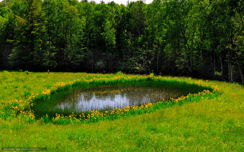 Pond in a green meadow