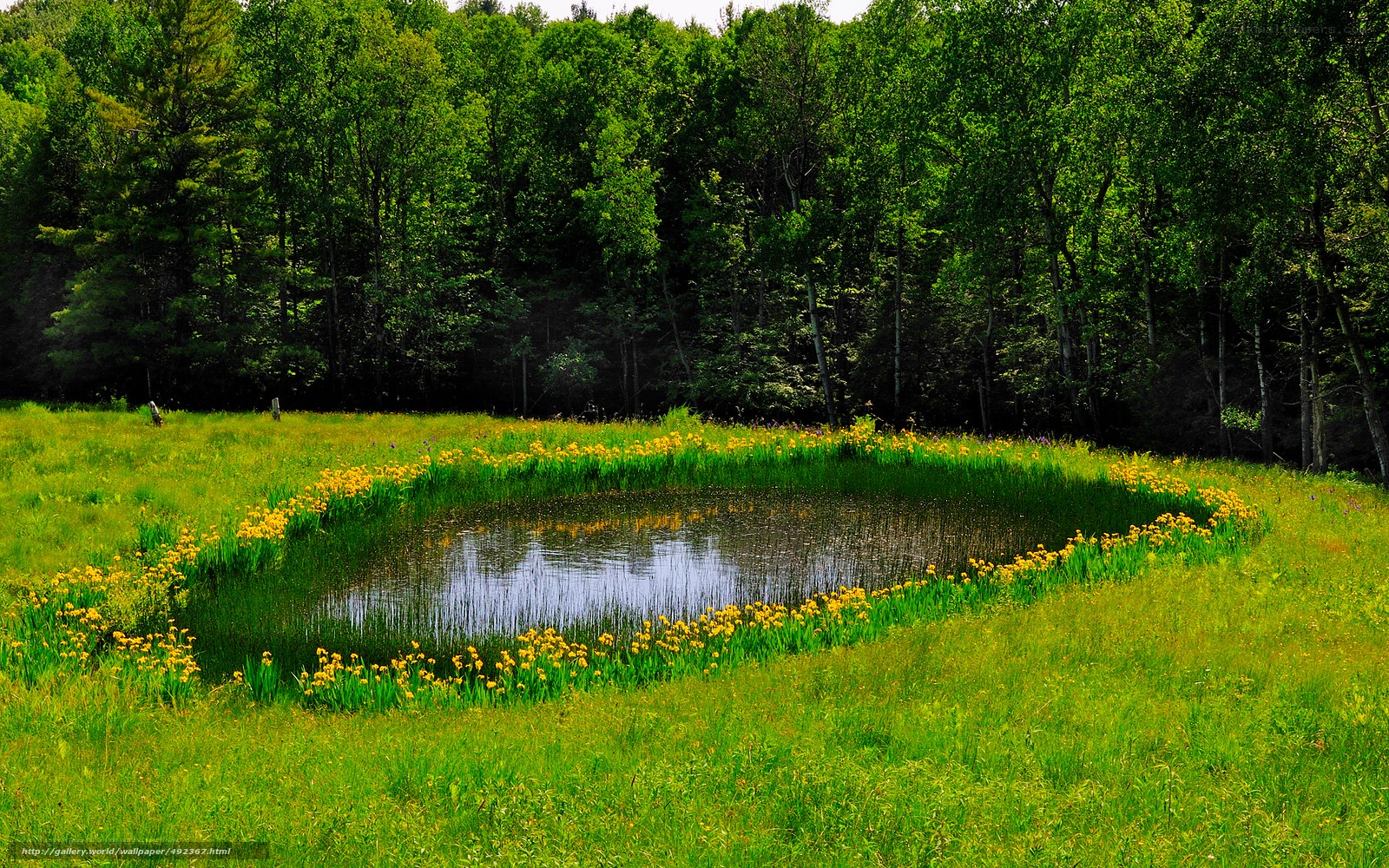 Pond in a green meadow