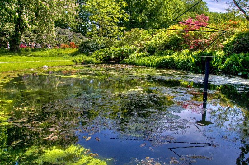 Pond in a lush garden
