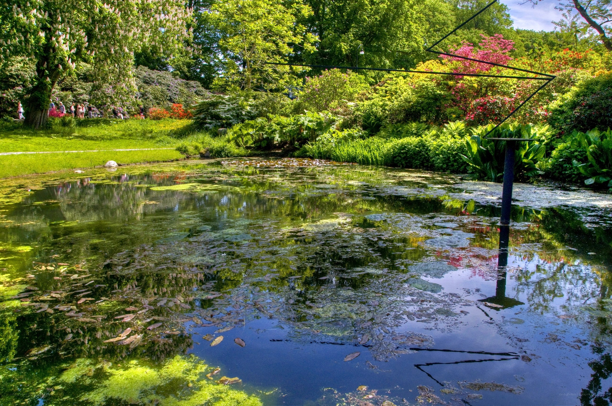 Pond in a lush garden