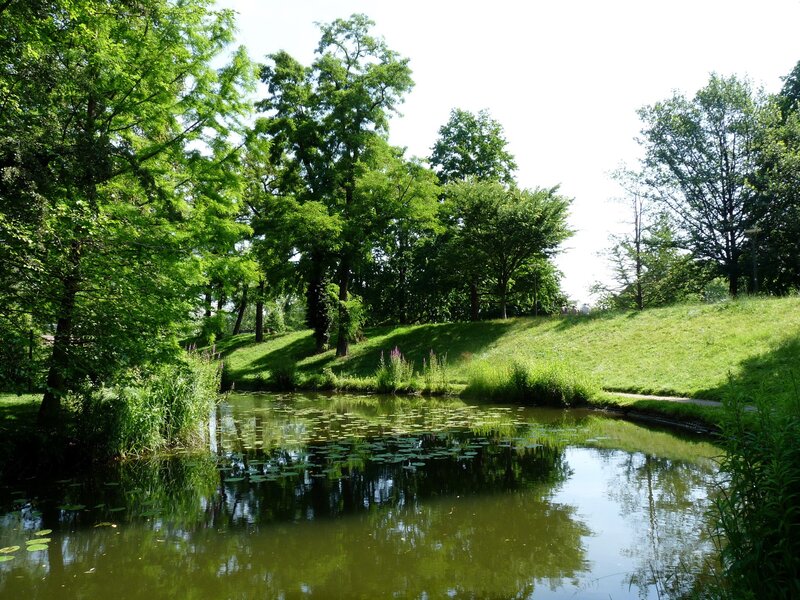 Pond in a lush green park