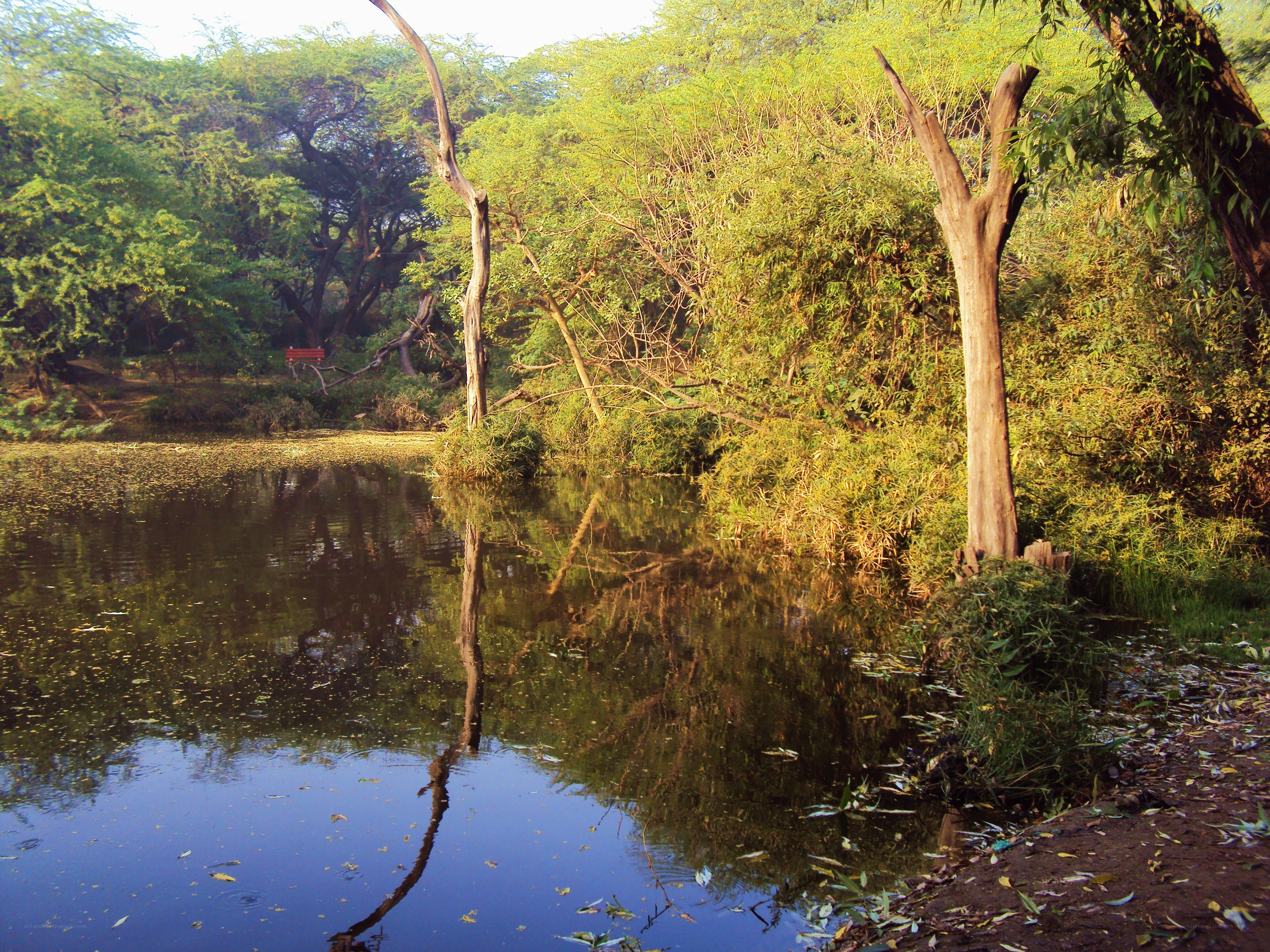 Pond in a lush park