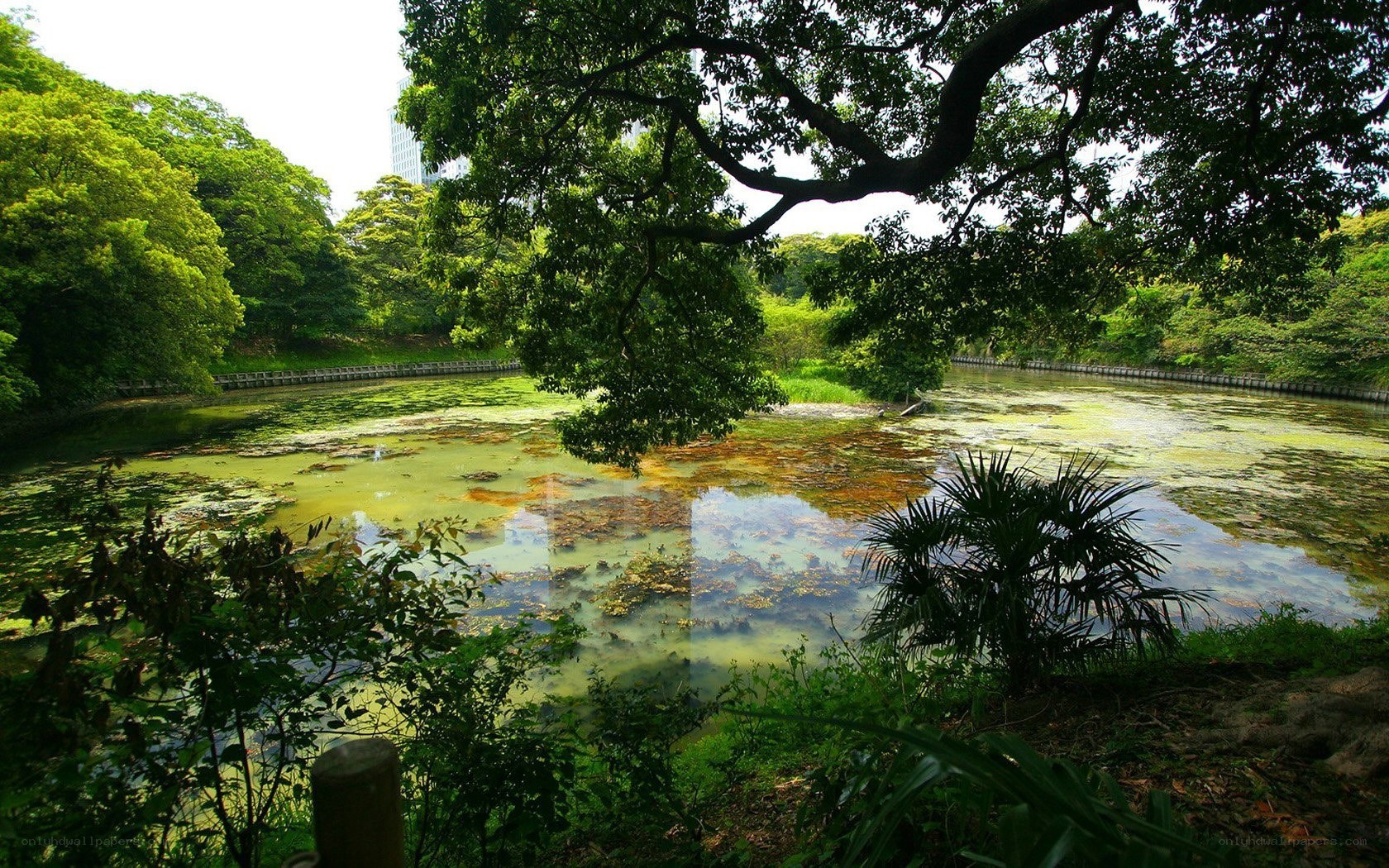 Pond in a lush park