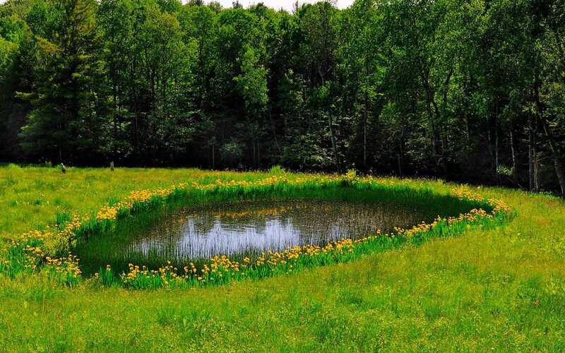 Pond in a Meadow
