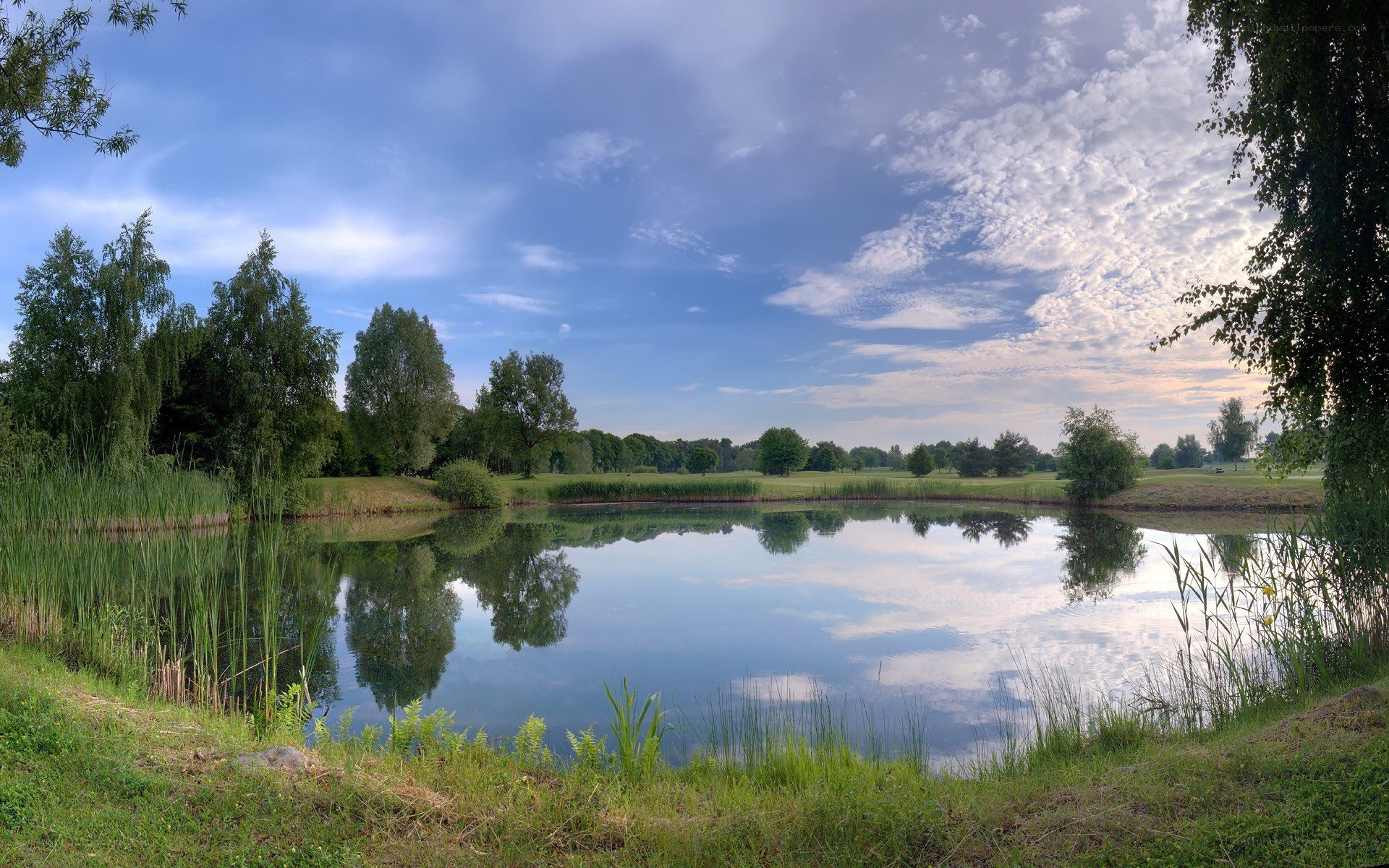 Pond in a park