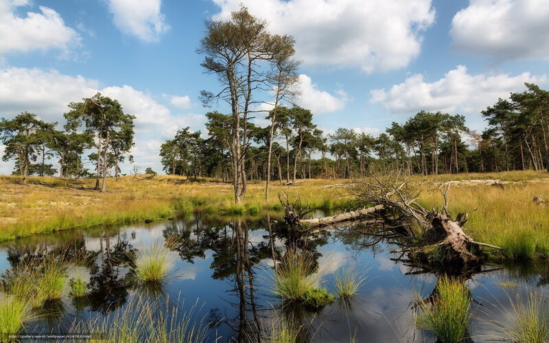 Pond in a pine forest