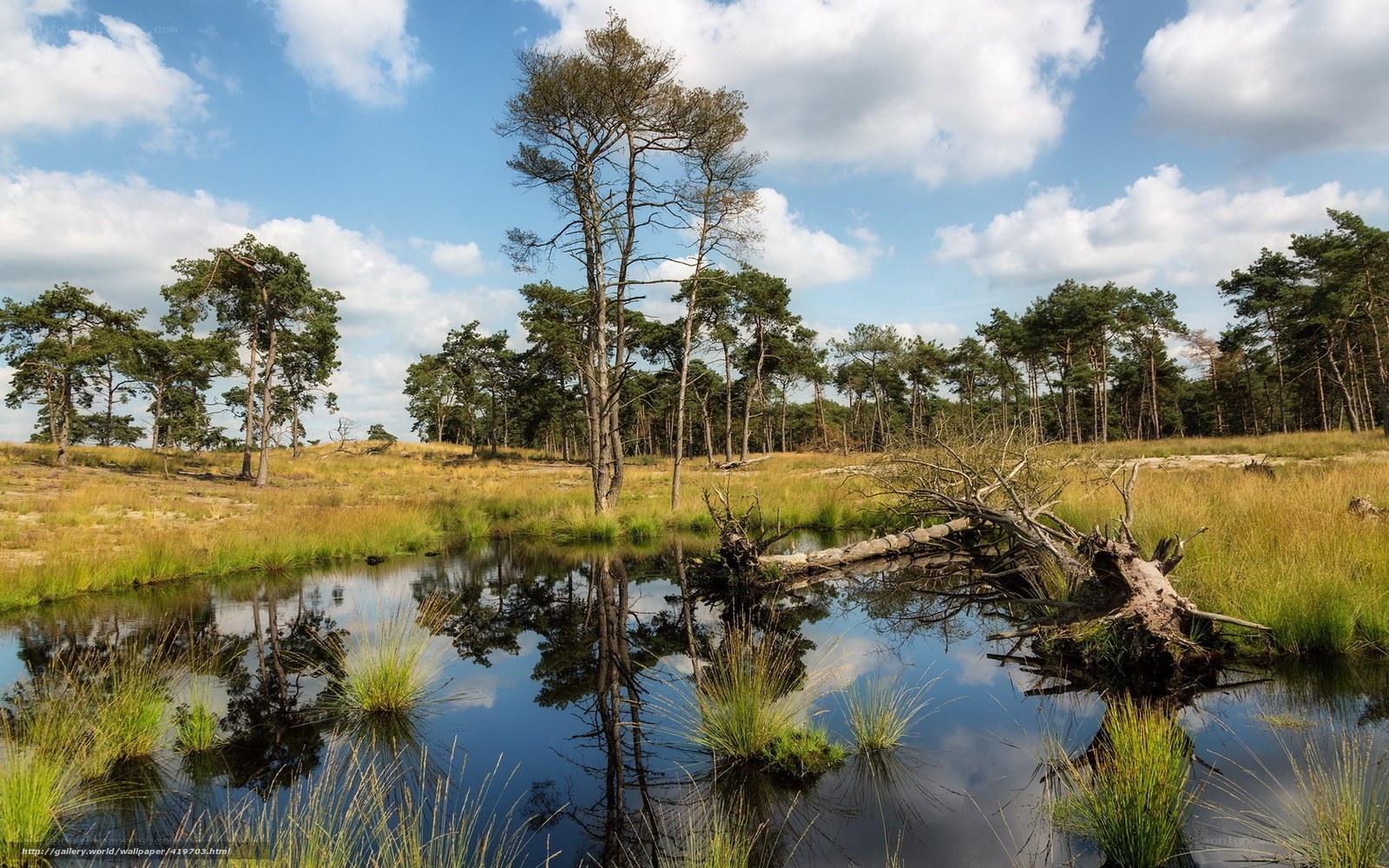 Pond in a pine forest