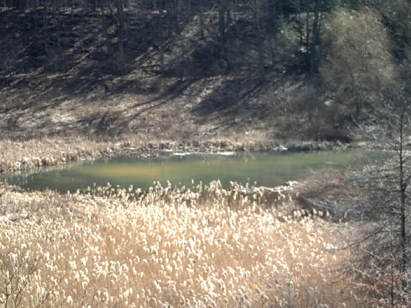 pond in a wooded area