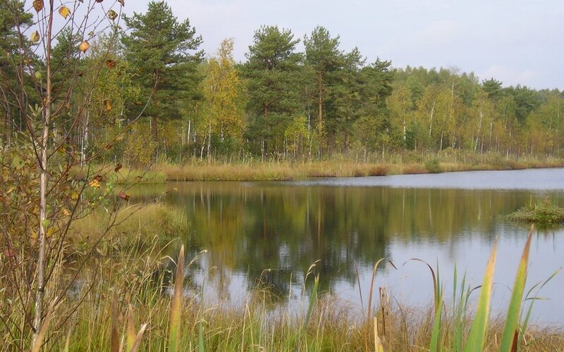 Pond in Autumn Forest — Green, Serene