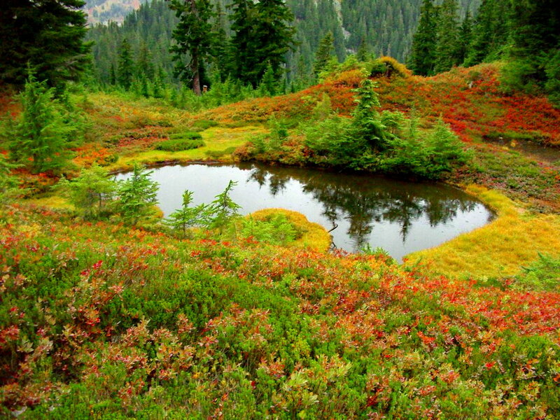 Pond in Autumn Forest — Green