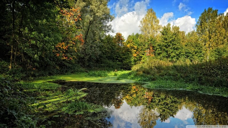 Pond in Autumn Forest