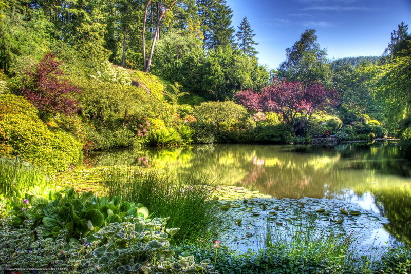Pond in Botanical Garden — Green, Serene, Afternoon, Photograph
