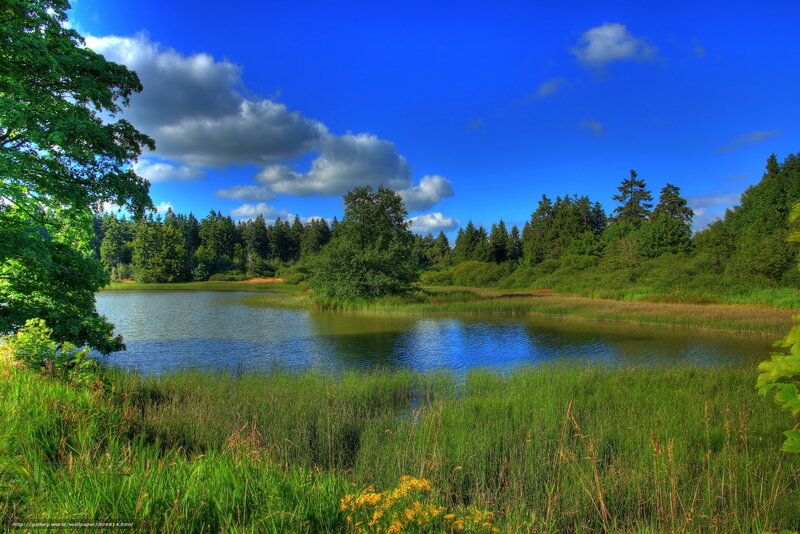 Pond in Forest Clearing — Blue, Serene