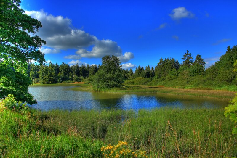 Pond in Forest Clearing — Blue