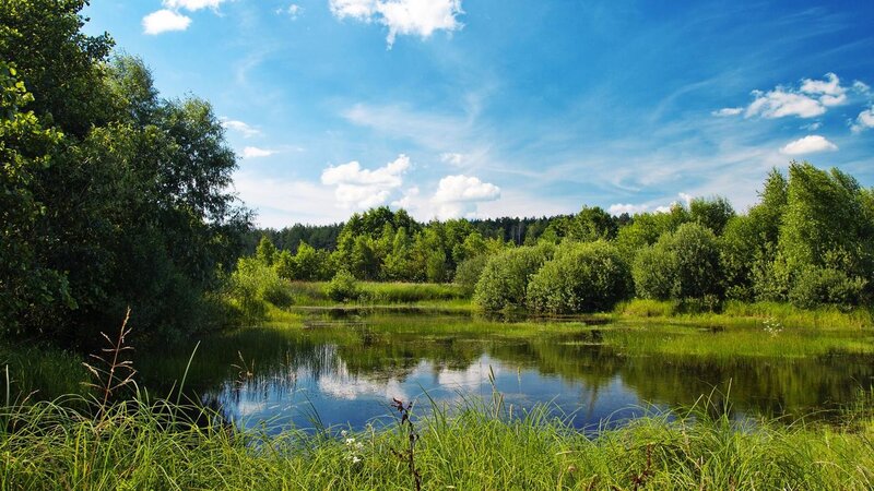 Pond in Forest Clearing — Green, Serene, Afternoon, Photograph, Trees, Sky