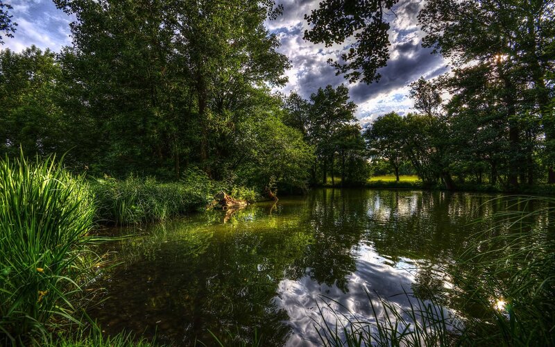 Pond in Forest Clearing — Green