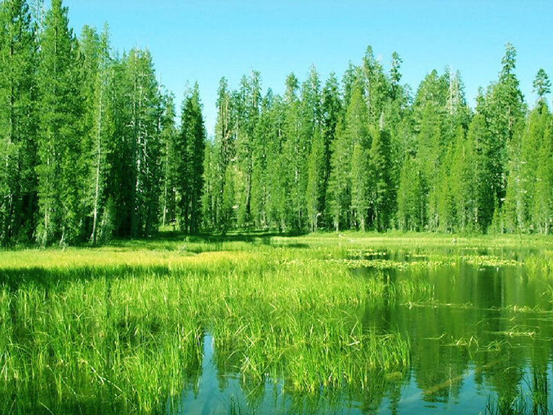 Pond in Forest Clearing