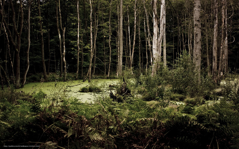 Pond in Forest — Green, Dark, Photograph