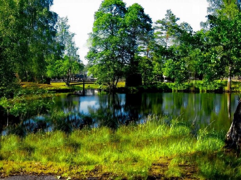 Pond in Forest — Green, Serene, Afternoon, Photograph, Trees, Grass, Bridge
