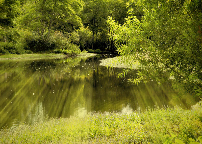Pond in Forest — Green, Serene, Afternoon, Photograph, Trees, Grass, Leaves