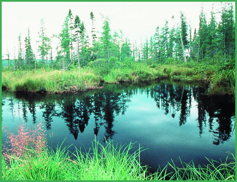 Pond in Forest — Green, Serene, Afternoon, Photograph, Trees, Grass, Reflection
