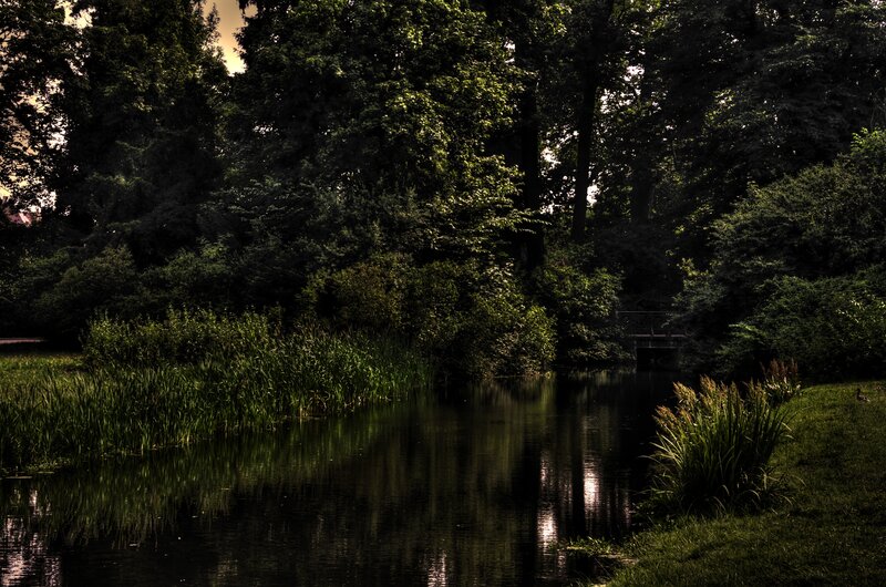 Pond in Forest — Green, Serene, Afternoon, Photograph, Trees, Reeds, Grass
