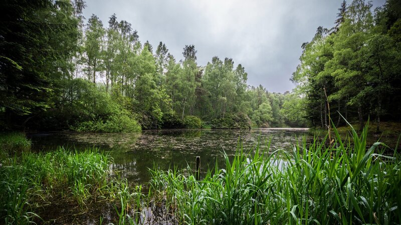 Pond in Forest — Green, Serene, Afternoon, Photograph, Trees, Reeds, Sky