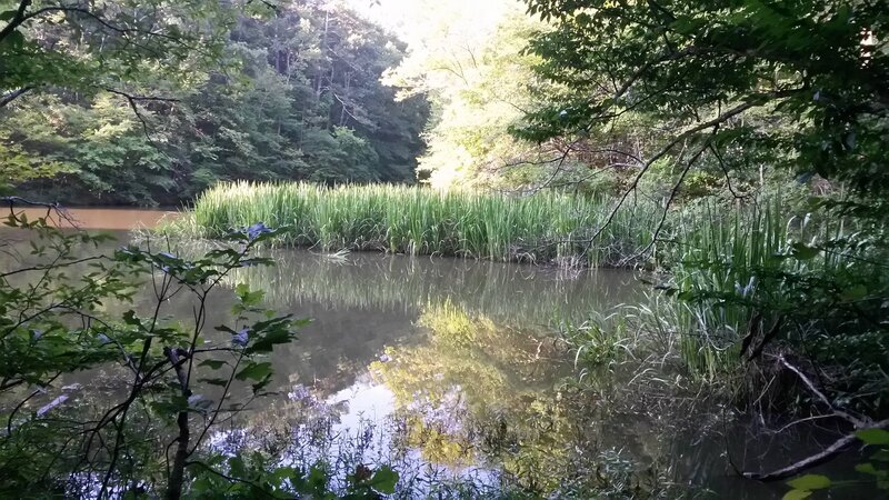 Pond in Forest — Green, Serene, Afternoon, Photograph, Trees, Reeds