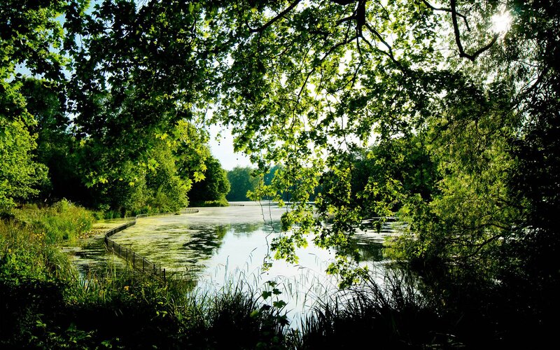 Pond in Forest — Green, Serene, Afternoon, Photograph, Trees, Water