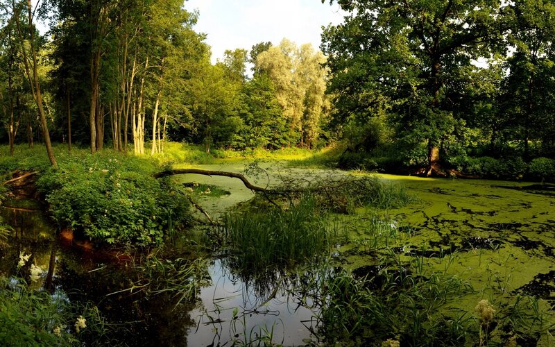 Pond in Forest — Green, Serene, Afternoon