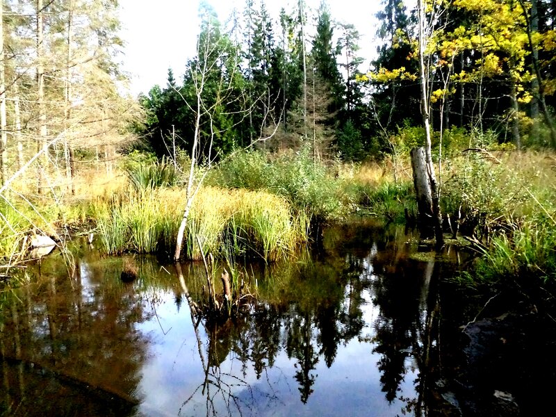 Pond in Forest — Green, Serene, Autumn