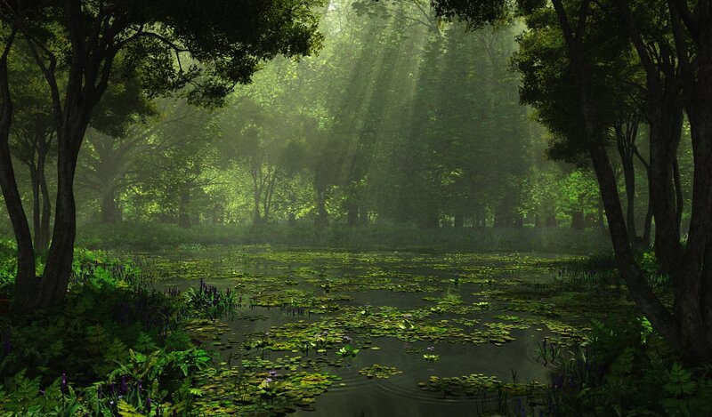 Pond in Forest — Green, Serene, Morning