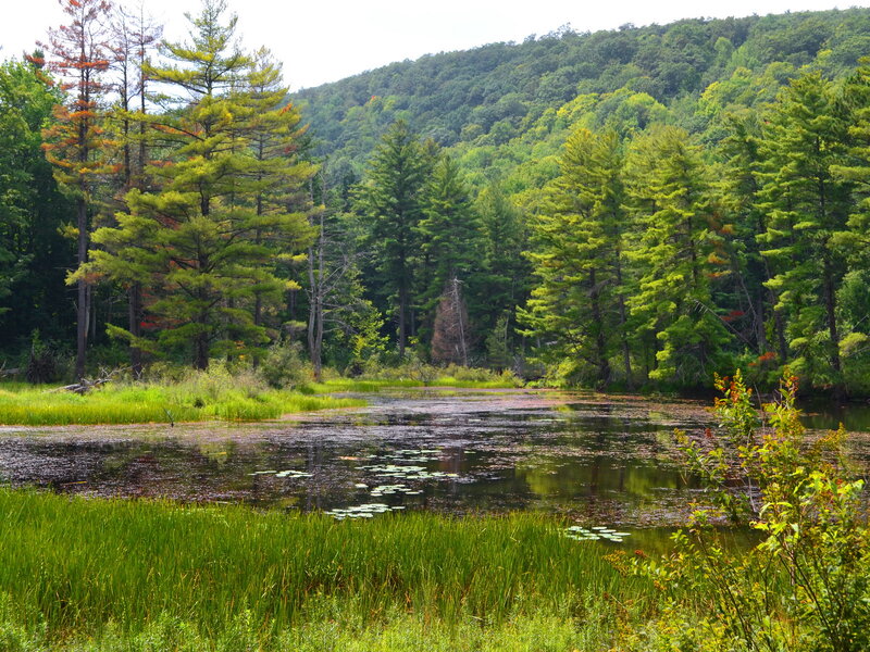 Pond in Forest — Green, Serene, Summer