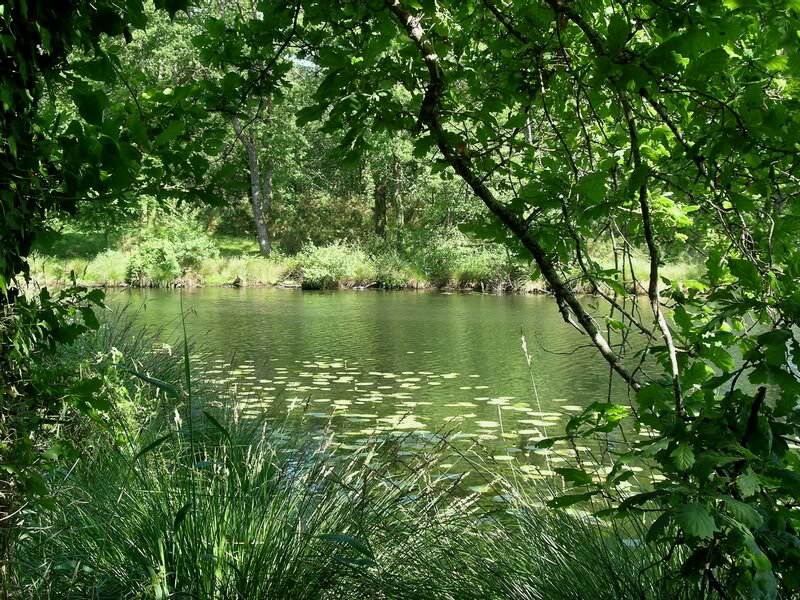 Pond in Forest — Green, Serene