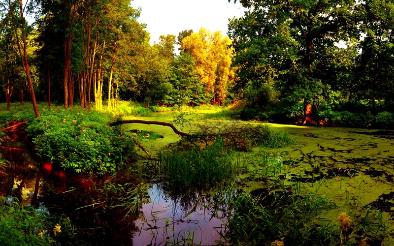 Pond in Forest — Green