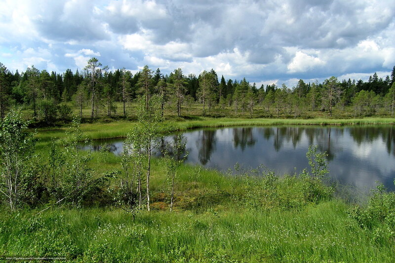 Pond in Forest Landscape — Green, Serene