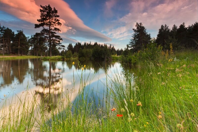 Pond in Forest Landscape