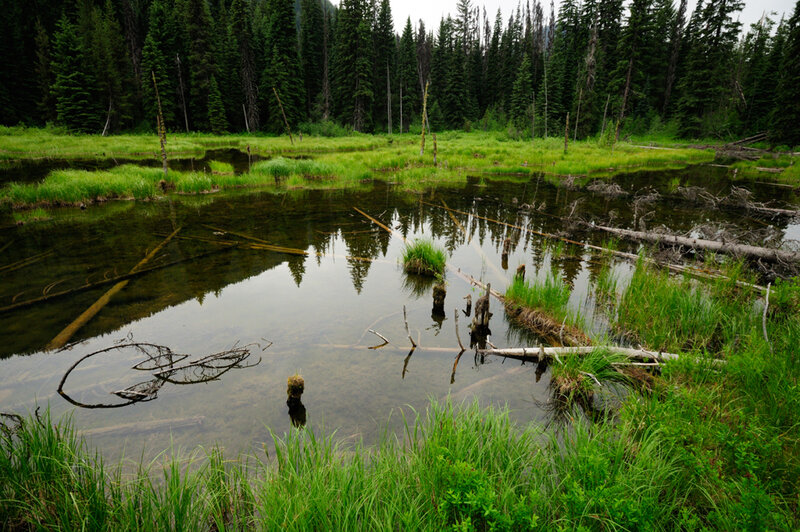 Pond in Forest Marsh — Green